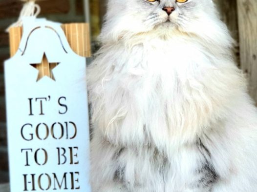 肥胖的波斯猫图片