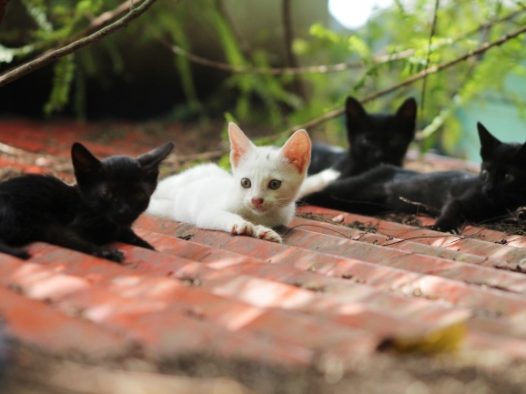 户外可爱小猫咪图片