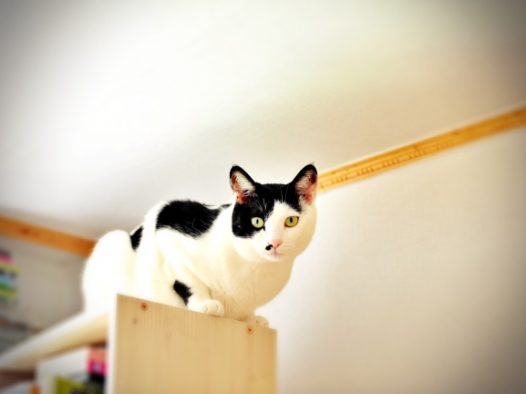 黑白宠物小猫图片