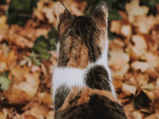 花猫背影图片