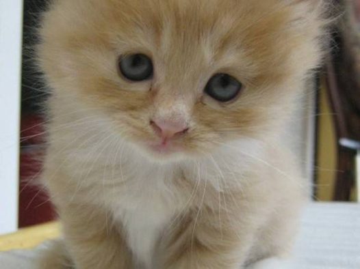 抬头仰望的小猫