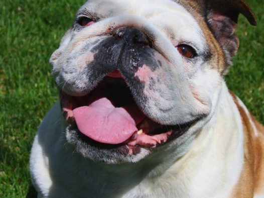 斗牛犬狗狗图片