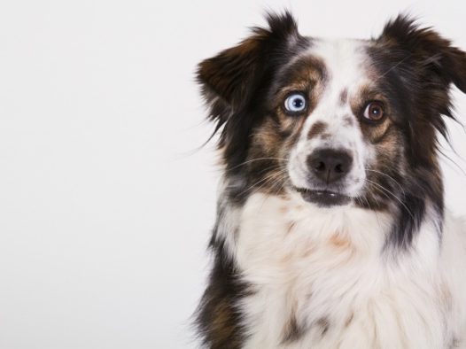 澳大利亚牧羊犬图片