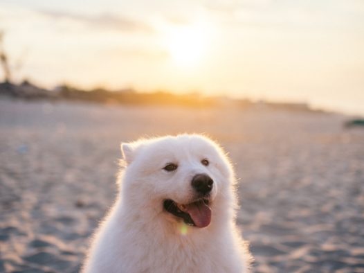 可爱白色萨摩耶狗狗图片