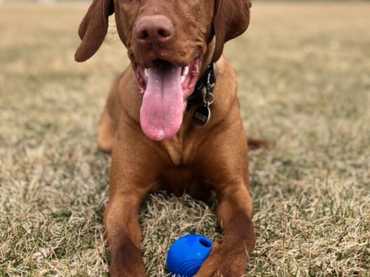 匈牙利维斯拉犬图片
