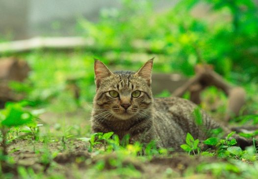 户外可爱虎斑猫图片
