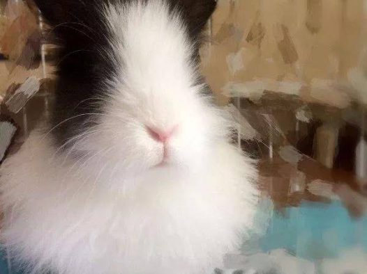 虽然不是什么名贵的纯种、但我依然爱他