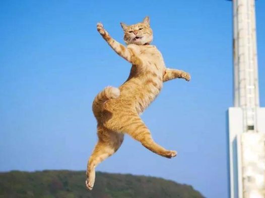 逗猫棒就像一把神奇的钥匙，总能帮你解锁猫咪的新舞姿……