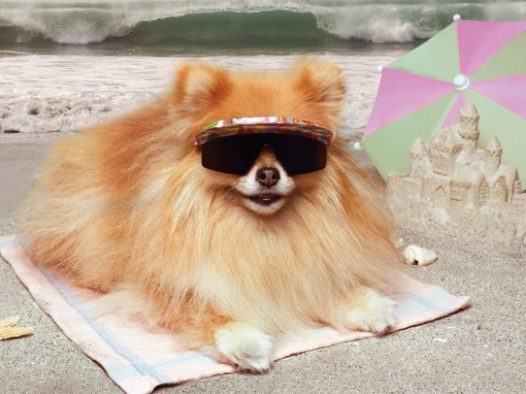 可爱博美犬造型图片