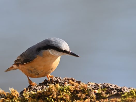 正在觅食的五十雀摄影图片