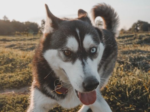 可爱纯种哈士奇犬图片