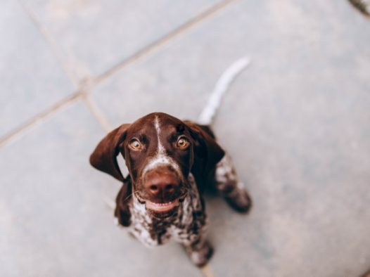 呆萌可爱狗狗照片