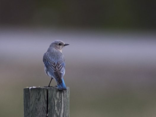 蓝色鸟休憩图片