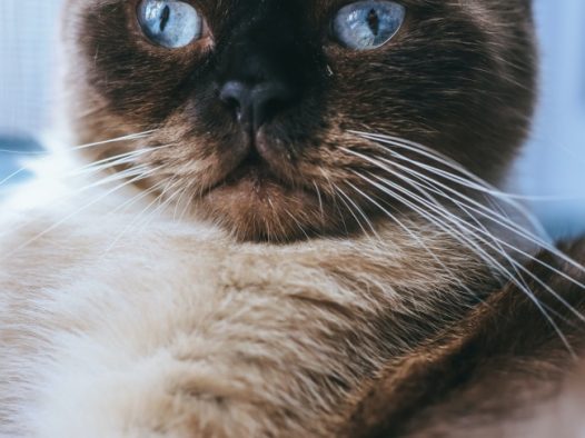 蓝眼睛的猫图片