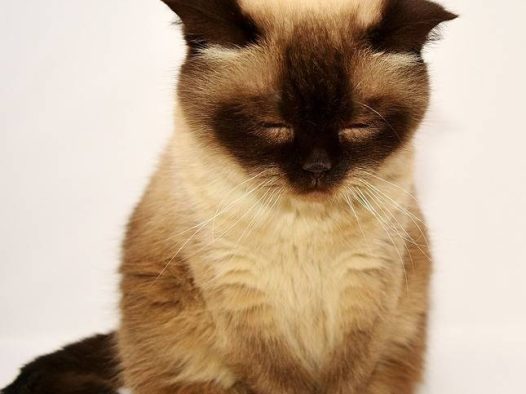 猫咪睡觉了