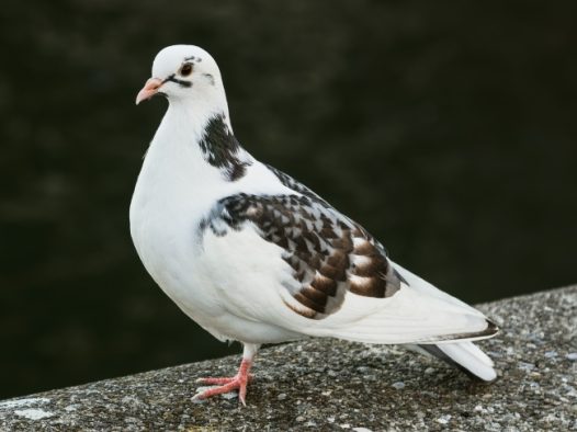 和平鸽素材图片