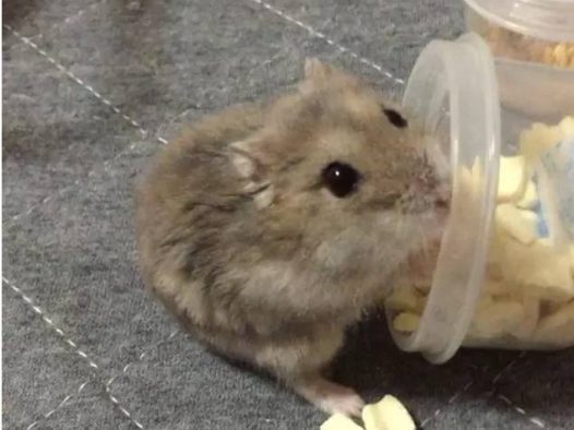 活捉一只偷零食的仓鼠