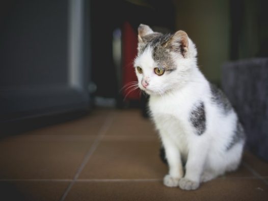 可爱萌猫猫图片