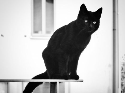 纯黑色小猫图片