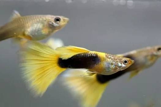 礼服孔雀鱼(Tuxedo)一般由杂交的方式得来,后半身为黑色、深蓝色或其他的纯色调,尾鳍上没有任何杂色斑点或花纹,背尾同色,整体感觉素雅大方,如同穿着晚礼服的美人一般雍荣华贵。