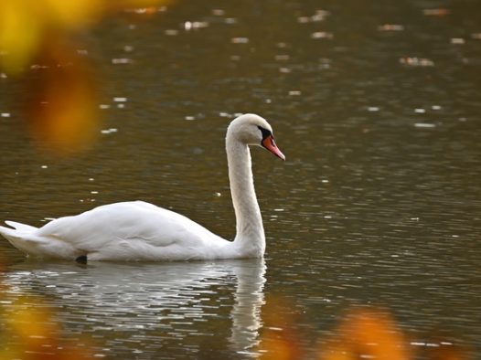 白色疣鼻天鹅湖中嬉戏图片