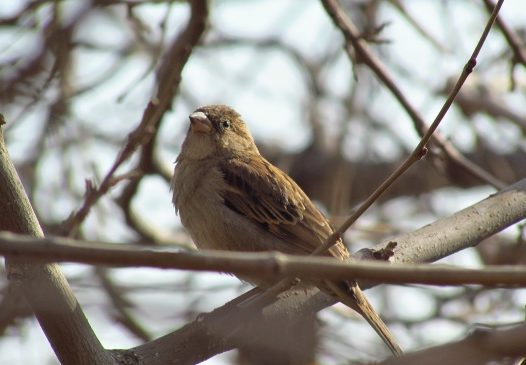 户外小麻雀图片