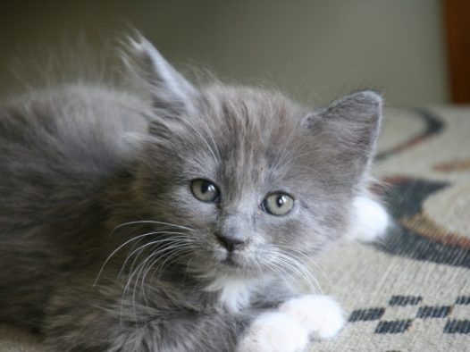 灰色宠物小猫图片