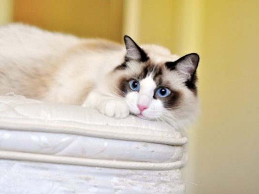 可爱布偶猫图片