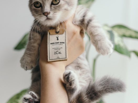 可爱短毛幼猫图片