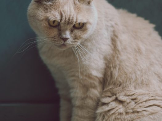 白色英国短毛猫图片