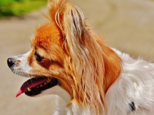 蝴蝶犬狗图片