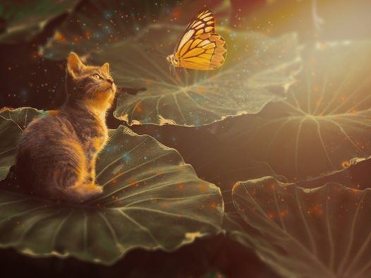 午后荷塘小猫捉蝴蝶图片