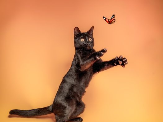 猫咪追蝴蝶的图片