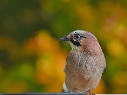 野生红腹燕雀摄影图片