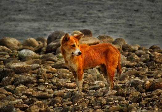 小型中华田园犬图片