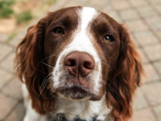 英国史宾格犬图片