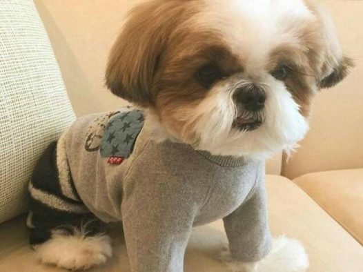西施犬 hachi