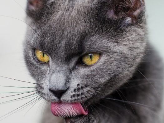 灰色可爱猫咪图片