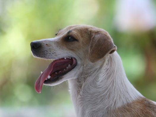 伸着舌头的拉布拉多图片