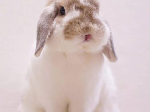 肉乎乎的小脑瓜兔子,超级萌了!