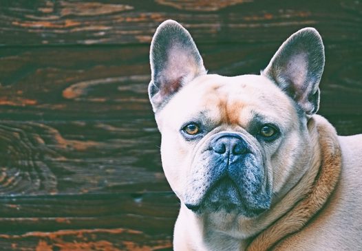 超萌法国斗牛犬图片