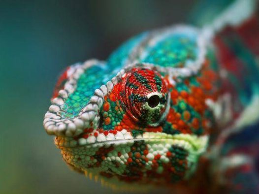 变色龙能变几种颜色