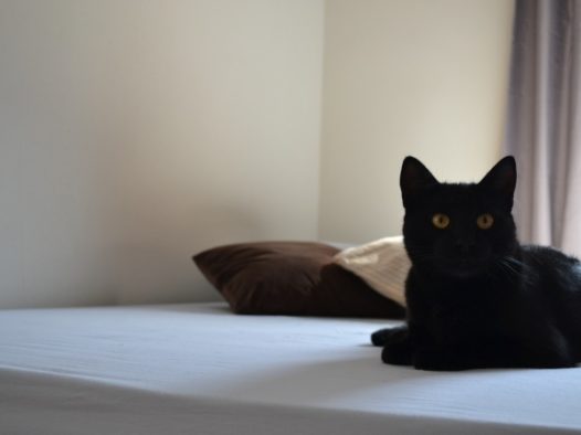 黑色小猫宠物猫图片