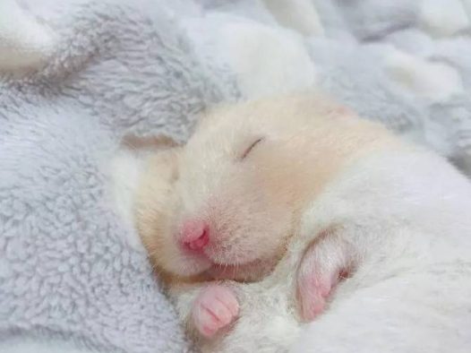 熟睡中的小仓鼠，睡得好香呀~