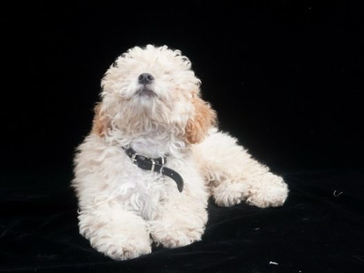 米白色贵宾犬图片