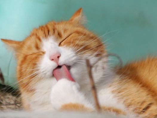 卖萌小猫图片