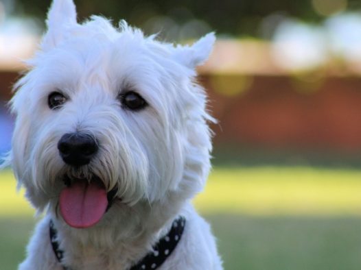 可爱白色宠物狗肖像图片