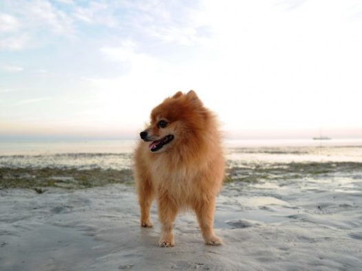 迷你博美犬图片