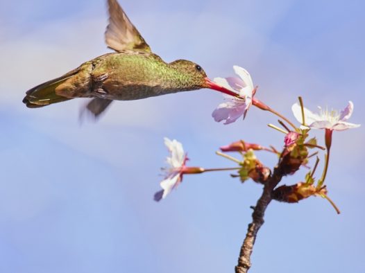 蜂鸟吸吮樱花蜜摄影图片