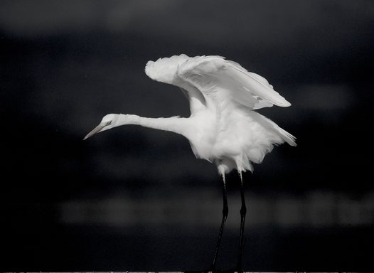大白鹭黑白意境摄影图片